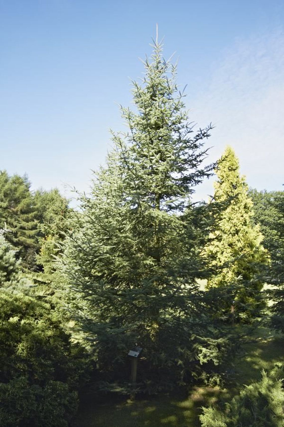 Żywa choinka na stałe przed Urzędem Marszałkowskim
