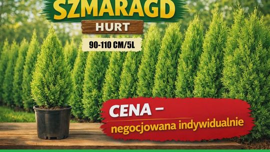 Tuja szmaragd doniczka 5 L wysokość 90-110 cm