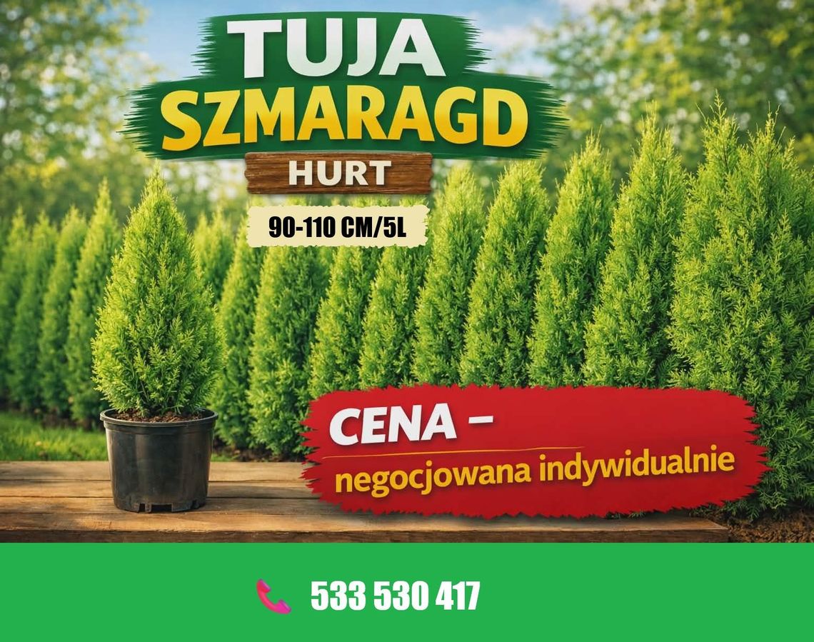 Tuja szmaragd doniczka 5 L wysokość 90-110 cm