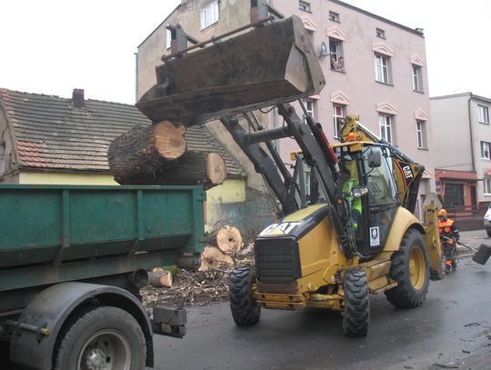 Ścięli kasztanowca, cz. 2