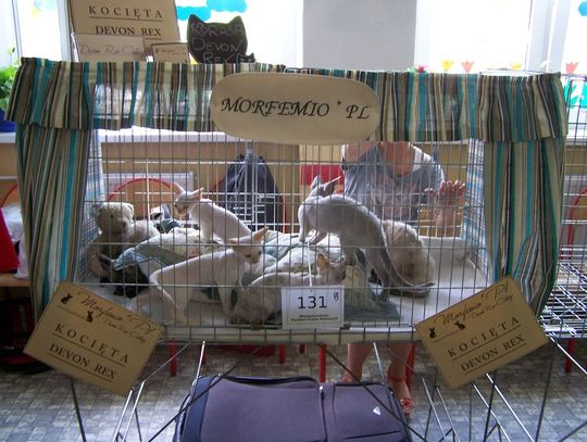 Pokaz kotów w PSP 4