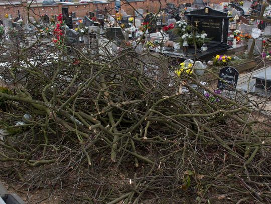 Obcięte gałęzie na cmentarzu przy ul. II Pułku Szwoleżerów Rokitniańskich