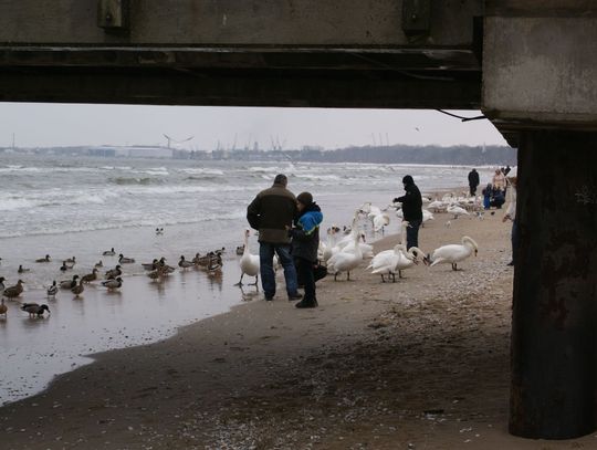 Na wysokiej fali w morzu - morsy w Brzeźnie