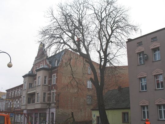 Ścięli kasztana w Pelplinie