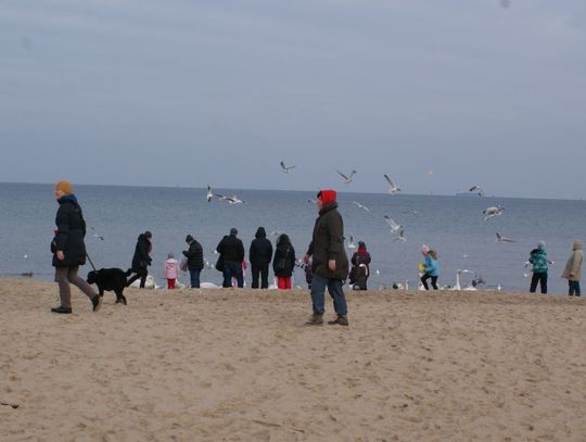 Chłodne morze - "gorąca" atmosfera morsów z "Krętej"